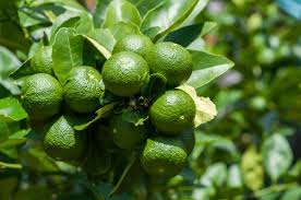 Image result for Citrus × aurantiifolia