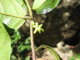 Image result for Artabotrys monteiroae