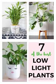 7 Amazing Low Light Indoor Plants Paisley Sparrow Low Light Plants Bathroom Plants Low Light Bathroom Plants