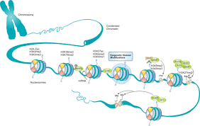 This affects their function of gene regulation. Epigenetic Histone Modifications Pathway Cusabio