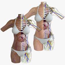 New listinghuman torso body anatomy anatomical medical internal organs teaching tools 28cm. Female Torso Anatomy Combo 3d Cgtrader