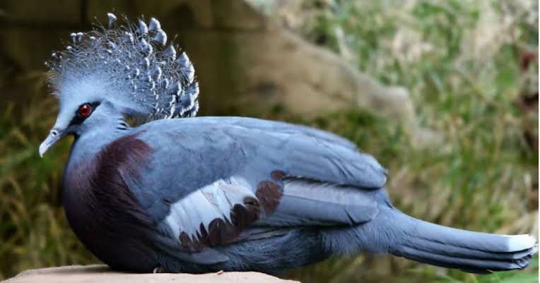Mga resulta ng larawan para sa Victoria Crowned Pigeon,"