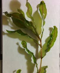 Image result for Potamogeton crispus