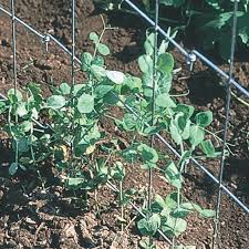 I'm all tied up right now. Pea Fence Gardening Supplies And Supports From Gurney S