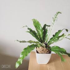 アスプレニウムの育て方 観葉植物として長く楽しむコツは Greensnap グリーンスナップ