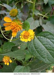 Image result for Aspilia africana