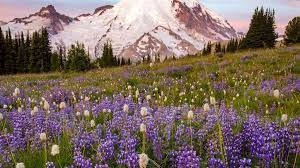 A look back at last year's wildflower patch at flower hill farm and we talk about the plans for next year! 18 Wildflower Hikes Near Seattle To Explore Curbed Seattle