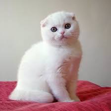 Beautiful White Foldie Love Their Little Ears Cat Scottish Fold Scottish Fold Kittens Kittens Cutest
