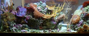 These corals are inside a 100 gallon saltwater aquarium; Aquarium Decorations Ratemyfishtank Com