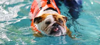 Image result for Recreation Pets Dogs Names
