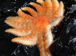 Sunflower Star Pycnopodia Helianthoides Marine Life Sunflower Animals