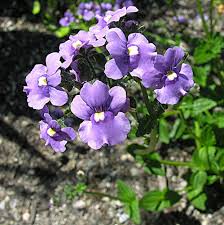 Image result for Nemesia fruticans