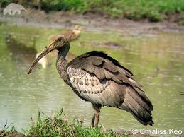 100 Rarest Birds In The World Ecowatch Rare Birds Birds Sea Birds