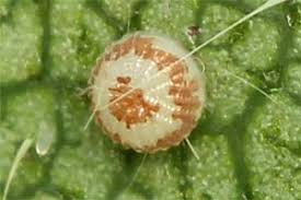 Image result for Hyppa rectilinea