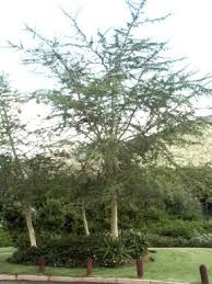 Image result for Acacia xanthophloea