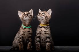 I want to get a bengal by this summer so eddie has someone his size to play with. The Bengal Cat Size How Big Will A Full Grown Bengal Cats Can Get Glamorous Cats