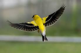 The male goldfinch has a bright. American Goldfinch Birds Of Pennsylvania