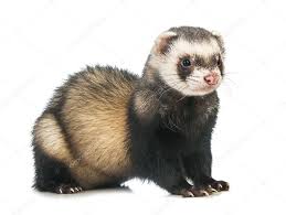 Cute Ferret Stock Photo by ©nanka-photo 33182983