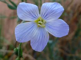 Image result for Linaceae