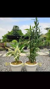 Image result for Acalypha sonderiana