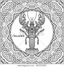 Pypus is now on the social networks, follow him and get latest free coloring pages and much more. Cancer Decorative Vector Photo Free Trial Bigstock