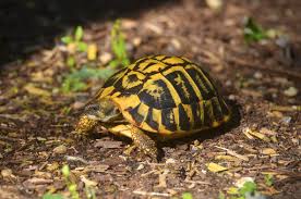 Russian tortoises do best in slightly warmer, drier. Turtles Can Make Great Pets But Do Your Homework First