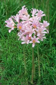 Check spelling or type a new query. Pro Picks For Summer Blooming Bulbs Lily Plants Pink Perennials Bulb Flowers