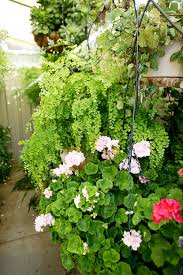 I know that it's solid needs to be kept moist but still not sure how often to water. Maidenhair Fern Burke S Backyard