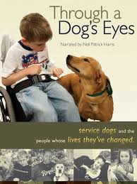 1,829 therapy dog jobs available on indeed.com. Watch Through A Dog S Eyes Prime Video