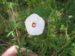 Image result for Merremia verecunda