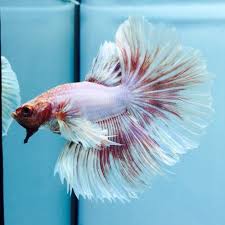 Fancy Betta Splendens Hm Dumbo Wysiwyg Tropical Live Fish Siamese 064 Betta Fish Live Fish