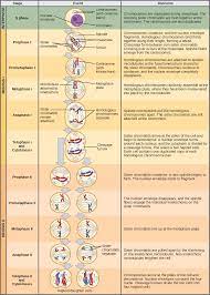 During telophase the chromatid form of chromosomes loosens into thin threads called chromatin, new nuclear membranes form around the two separated groups cytokinesis is the actual process of cell division, where the cell either stretches apart until it becomes two separate cells (animal cells) or it. The Process Of Meiosis Openstax Biology 2e