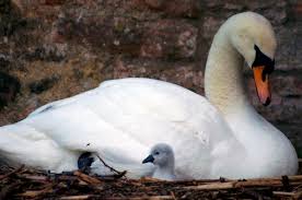 The great annihilator / drainland. Swans The Bishop S Palace Wells Somerset