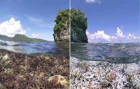Batu karang yang teguh kau tempatku berteduh kar`na dosaku berat dan kuasanya mendesak oh. Terumbu Karang Bakal Rusak Massal Di 2016 Tanda Tanda Dunia Punah