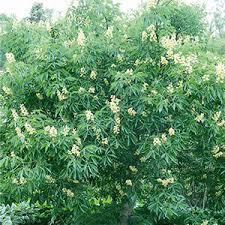 Horse chestnut trees, facts and. No Deer 5 Deer Resistant Flowering Trees