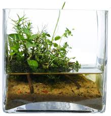Wabi Kusa Knowledge Base Q A Aquascaping Aquatic Plant Central Plants Water Plants Aquatic Plants