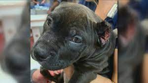 Why is ear cropping getting more popular? Grand Jury Will Get Case Of Man Charged With Cutting The Ears Off Puppies Wgrz Com