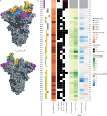 It was first identified in december 2019 in wuhan,. Sars Cov 2 Variants Spike Mutations And Immune Escape Nature Reviews Microbiology