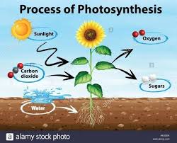 Photosynthesis Drawing Photosynthesis Drawing Photosynthese Zeichnung De Photosynthesis Photosynthesis And Cellular Respiration Photosynthesis Activities