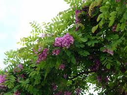 Robinia pseudoacacia purple robe is a gorgeous tree in its youth. Robinia Pseudoacacia Purple Robe Plants Direct Victoria Bc