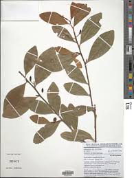 Image result for Erythroxylum emarginatum