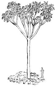 Image result for Polyscias fulva