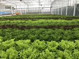 Convenience For Consumers And Opportunities For Growers With New Lettuce Varieties