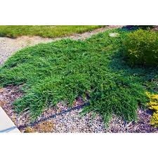 Siberian cypress is a compact, evergreen ground cover that fits perfectly in any space! Online Orchards 1 Gal Broadmoor Juniper Shrub Excellent Evergreen Ground Cover With Graceful Spreading Foliage Drought Tolerant Cfjp004 The Home Depot