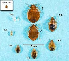 Image result for bed bugs eggs