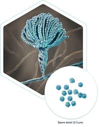 Image result for Asparagus aspergillus