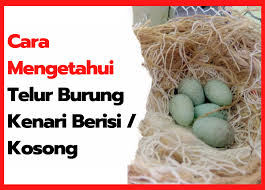 Yang kedua telur jantan lebih besar, berbentuk oval, salah satu ujung lebih besar dari ujung satunya. Cara Mengetahui Telur Burung Kenari Berisi Atau Kosong Hobi Ternak