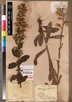 Image result for Blumea adamsii