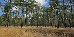 Image result for Tragia lasiophylla