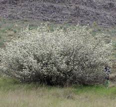 Image result for Amelanchier ovalis